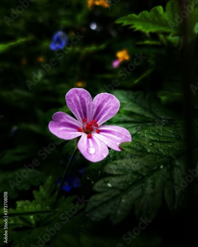 fabulous forest flowers  