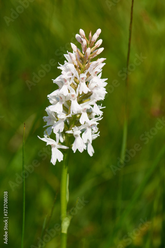 Geflecktes Knabenkraut (Dactylorhiza maculata)	 photo