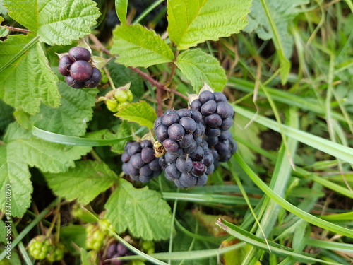 Tableau sur toile Rubus caesius is a Eurasian species of dewberry, known as the European dewberry