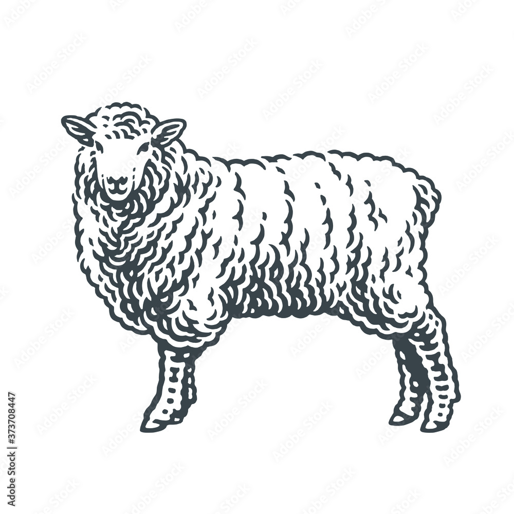Obraz premium Sheep standing on a grass. Hand drawn engraving style illustrations. Etched vector illustration.