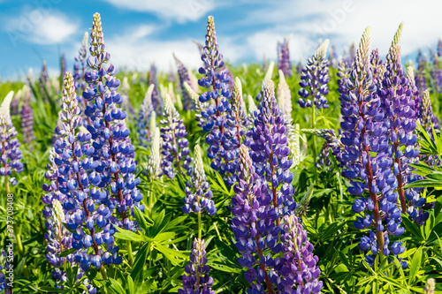 Lupine field with blue flowers at summer