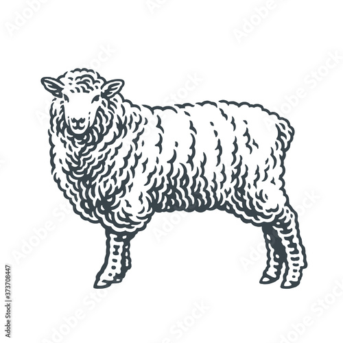 Sheep standing on a grass. Hand drawn engraving style illustrations. Etched vector illustration.