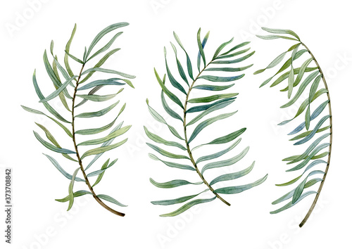 Watercolor hand drawn green branches. Can be used as print  postcard  poster  invitation  greeting card  textile design  stickers.