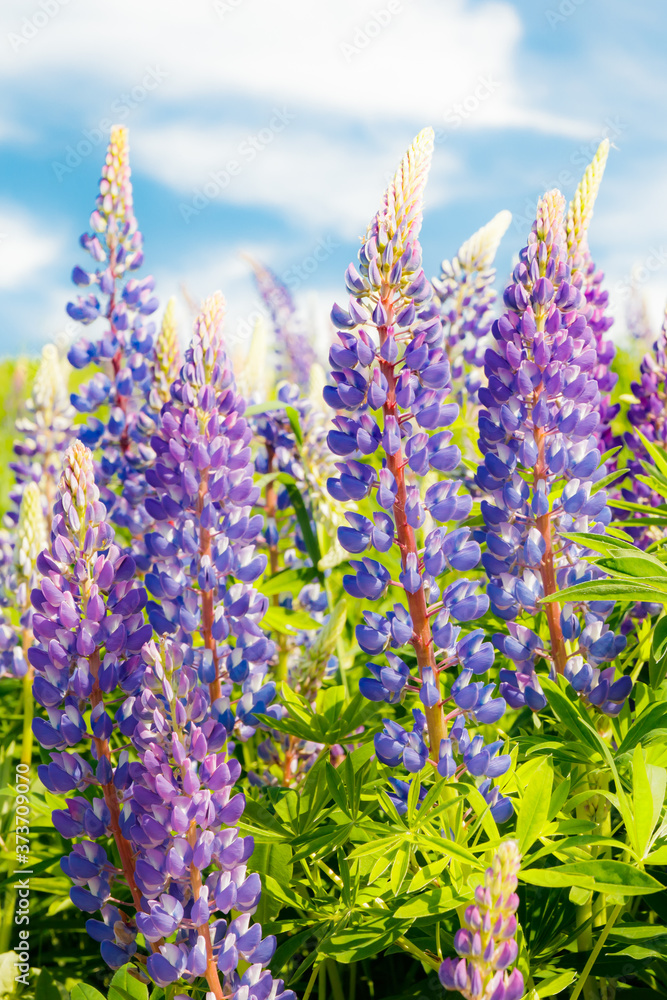 Obraz premium Lupine field with blue flowers at summer