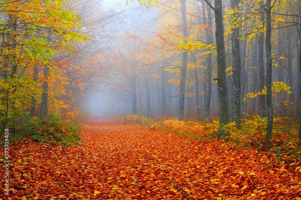 Fototapeta premium Image of colorful leaves falling down from tree branches in autumn.(Yedigöller). Yedigoller National Park, Bolu, Istanbul. Turkey. 