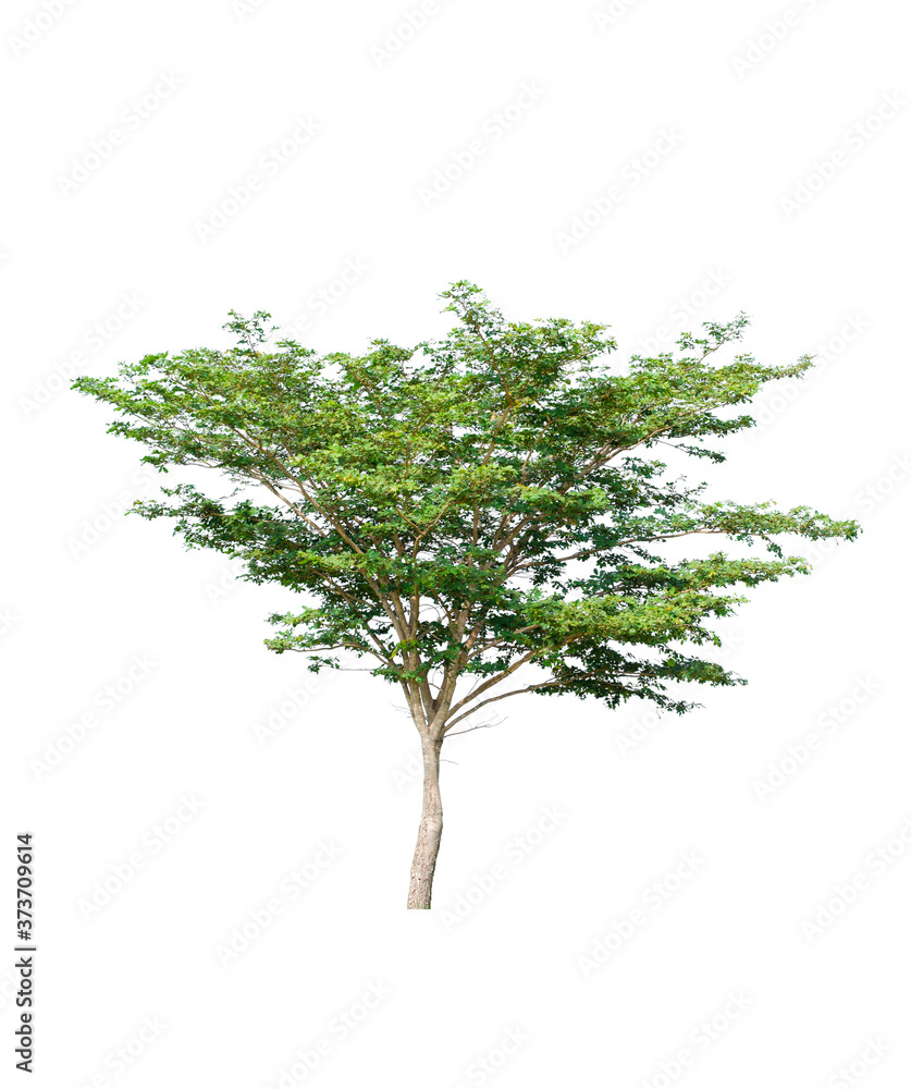 a big tree beautiful green leaves and branch isolated on white background cut out with clipping path.