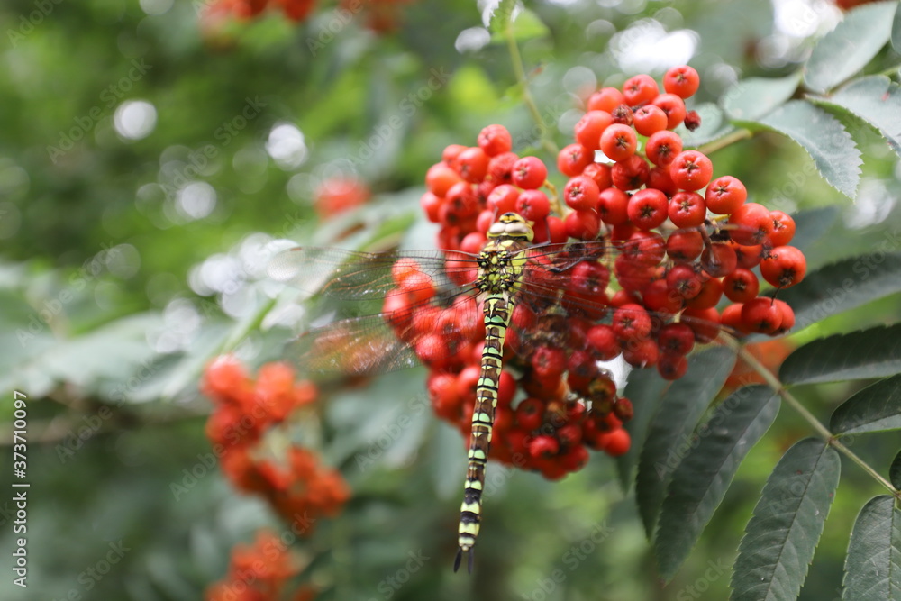 A large dragonfly resting on the red berries of rowan.