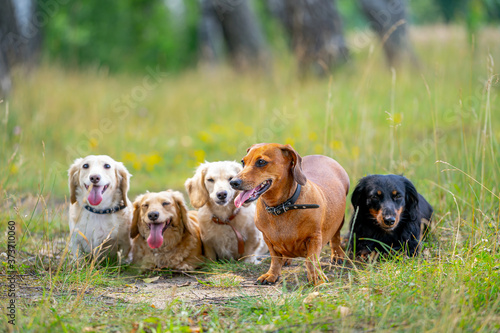 Different breeds of dogs are sitting in line on nature background. Cute pets are walking.
