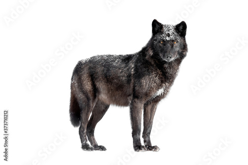 Wet canadian black wolf isolated on white background. © fotomaster