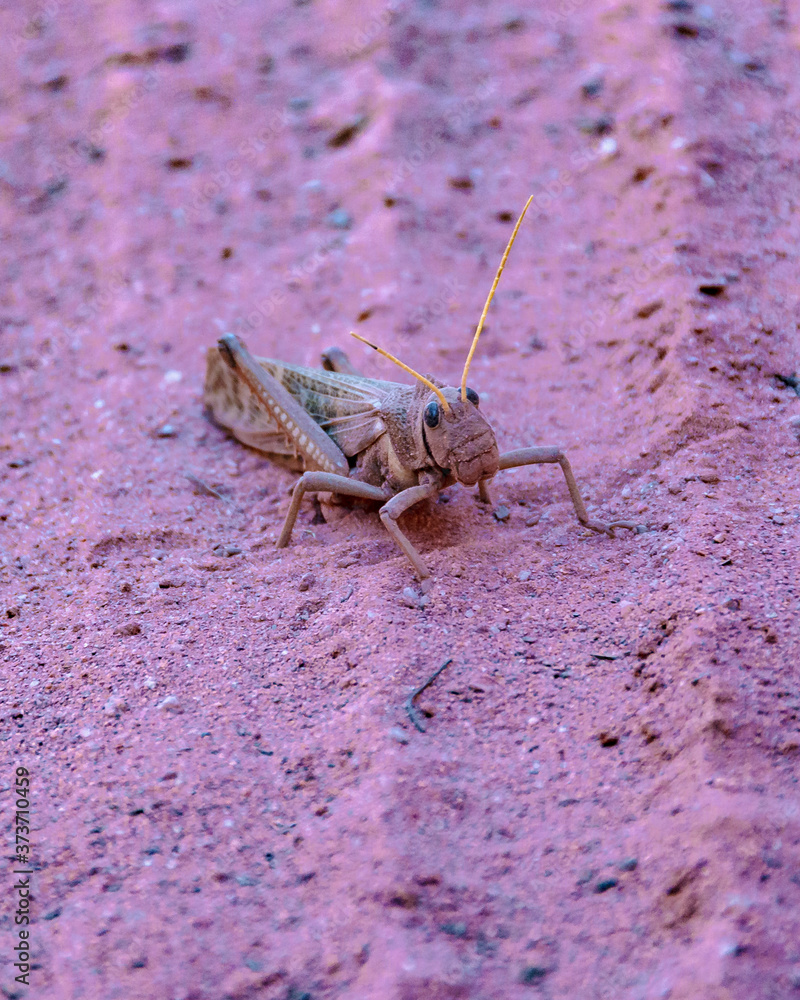 Locust at Ground, Talampaya National Park, La Rioja, Argentina Locust at Ground, Talampaya National Park, La Rioja, Argentina