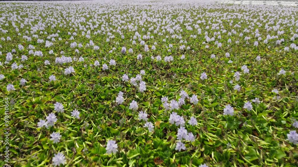Drone shooting water hyacinth blooming in the pond Drone shooting water hyacinth blooming in the pond
