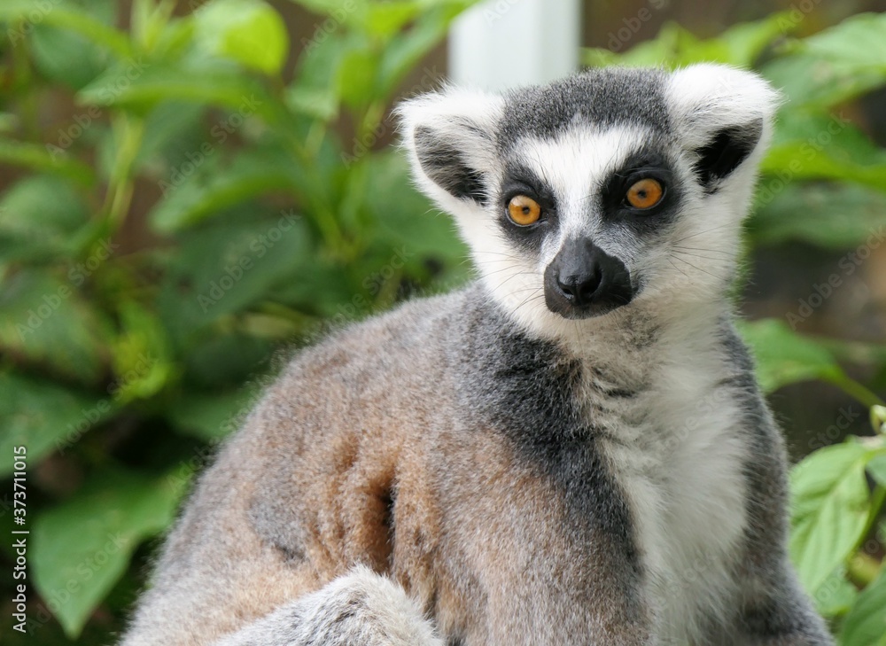 Obraz premium Portret ładny lemur katta, lemur catta, na zielonym tle naturalnych