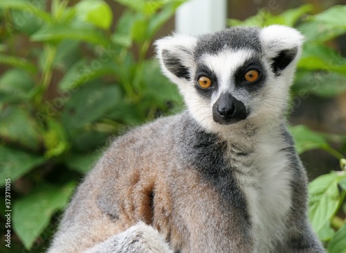 Portrait of a cute ring-tailed lemur, lemur catta,  at a green natural background © Yvonne