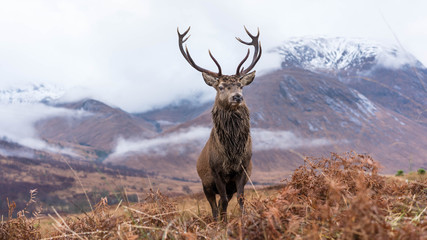 Deken met foto Hert Majestueus hert op besneeuwde Schotse hoogvlakte  © Colin