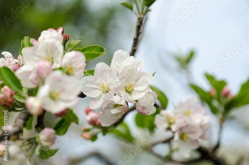Spring and the sun make the flowers of many apples, pears, plums, and cherries bloom. Their scent and color perfumes the countryside attracting many bees for their nectar and will bear excellent fruit
