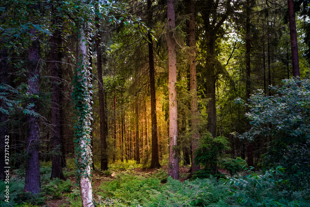 Naklejka premium Forest in the morning 