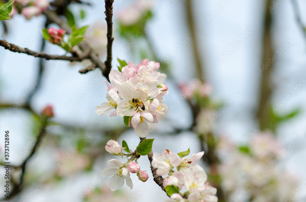 The bees in Spring when the bouquets of May flowers bloom and the bees work to collect the nectar and make honey.