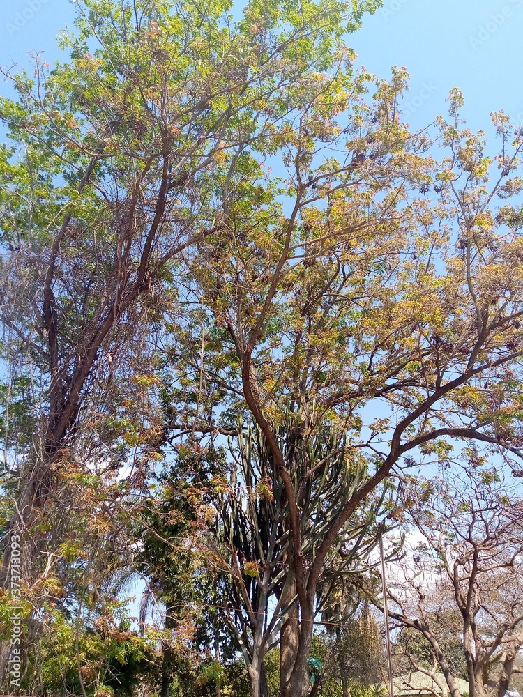 Obraz premium trees in autumn