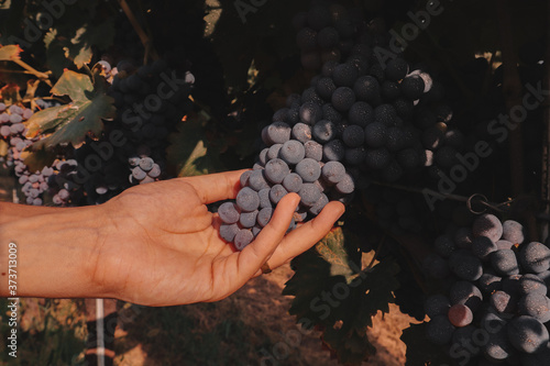 grape, winemaking, autumn, harvest