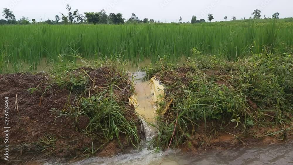 The water flows from the rice fields. The water flows from the rice fields.