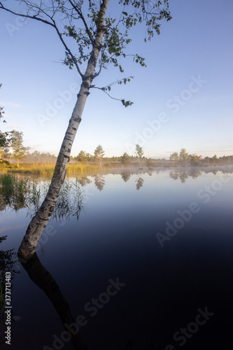 Beech tree in calm monring water in the Schoenramer Filz Moor, in Upper Bavaria, South Germany photo