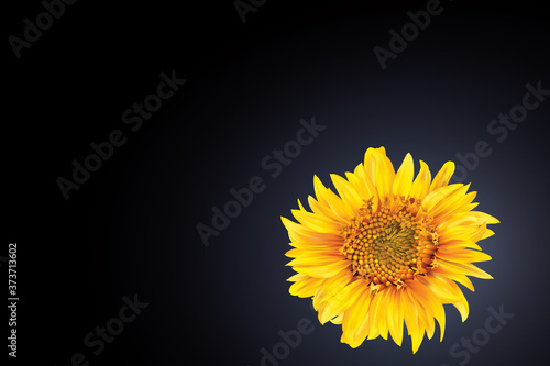 Black Template with sunflower leaves, seeds,  in the corner and backlight behind