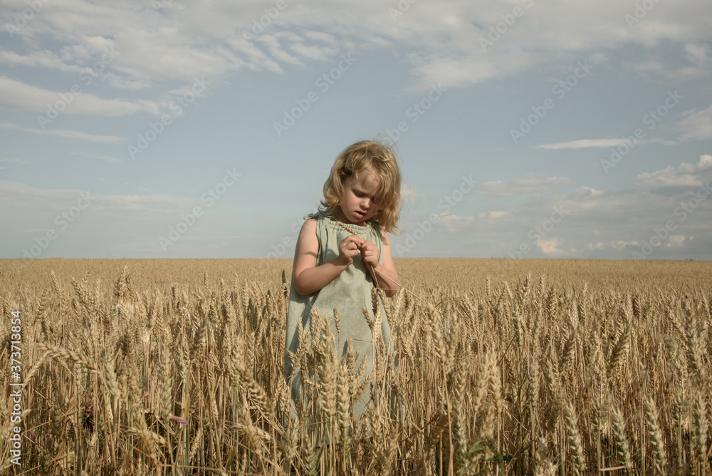 Little girl in a wheat field admires a spike Little girl in a wheat field admires a spike