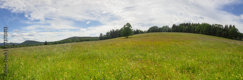 Panorama of a solitary tree on a hill in the Sumava Region  near the Stanova Hora Mountain  Czech Republik