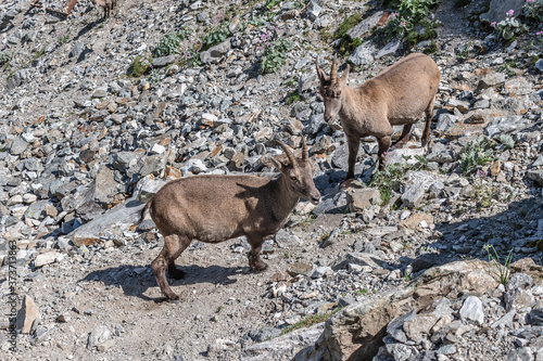 Bouquetin dans les Alpes