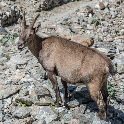 Bouquetin dans les Alpes