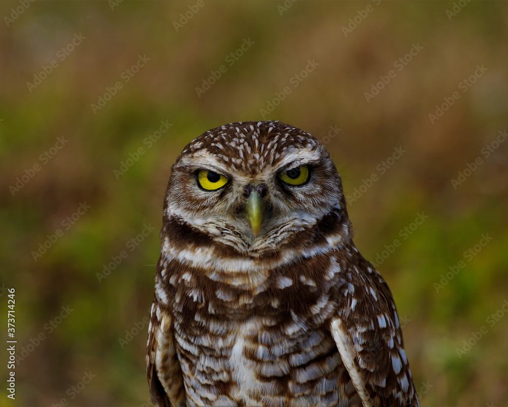 Owl looking at you Owl looking at you