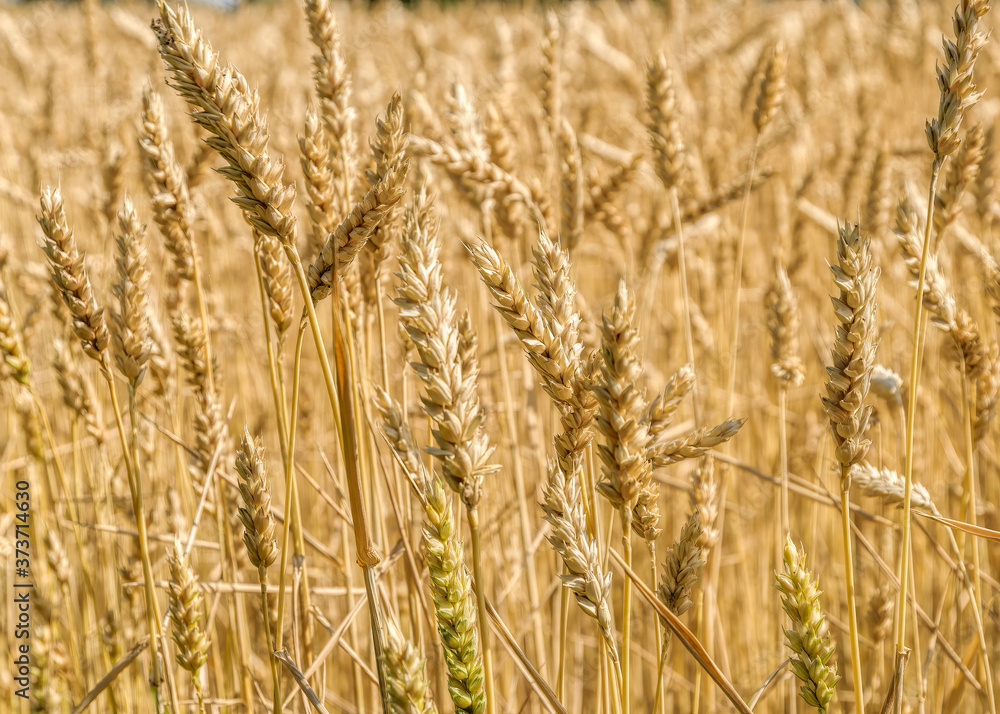 Wheat field with ripening ears of golden wheat at sunny summer day before harvesting. Rural scenery under shining sunlight. Selective focus with shallow depth of field. Wheat field with ripening ears of golden wheat at sunny summer day before harvesting. Rural scenery under shining sunlight. Selective focus with shallow depth of field.