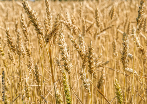 Wheat field with ripening ears of golden wheat at sunny summer day before harvesting. Rural scenery under shining sunlight. Selective focus with shallow depth of field. © Igor Groshev