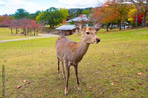 The deer looks at the camer...