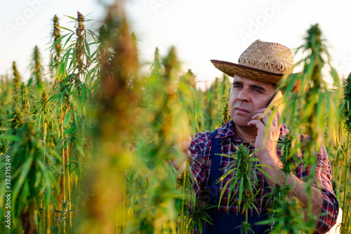 Farmer talking on the smart phone in his hemp field.