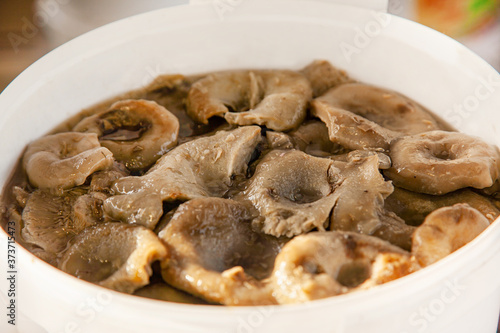 Altai salted mushrooms gruzd - milk mushroom in a plastic bucket at the fair photo