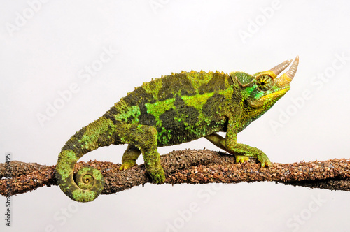 Jackson's chameleon - Dreihornchamäleon / Jacksons Chamäleon (Trioceros jacksonii xantholophus) photo