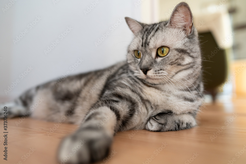 猫 猫