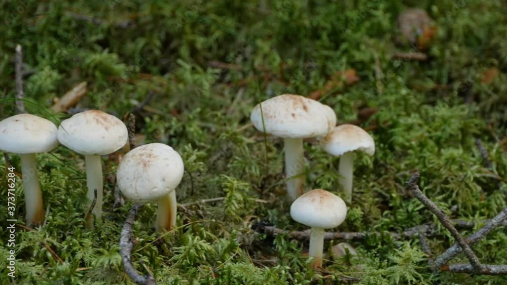 mushrooms grow in green moss camera in motion close-up mushrooms grow in green moss camera in motion close-up