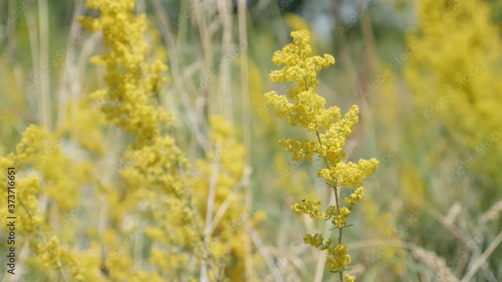 Yellow flower of ladys bedstraw Galium verum 4K close-up footage Yellow flower of ladys bedstraw Galium verum 4K close-up footage