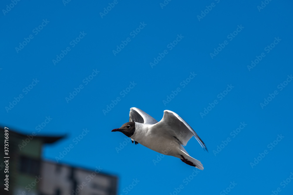 Seagull fly water spring nature lake birds sunny day light Seagull fly water spring nature lake birds sunny day light
