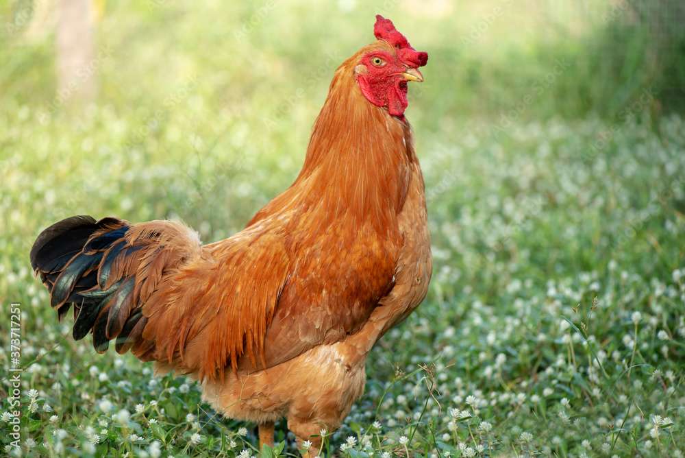 Fototapeta premium A chicken brown , Chicken breeder,Eating grass on the farm.