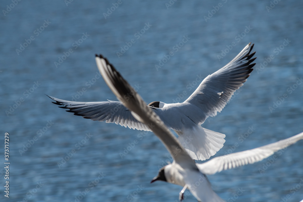 Seagull fly water spring nature lake birds sunny day light Seagull fly water spring nature lake birds sunny day light