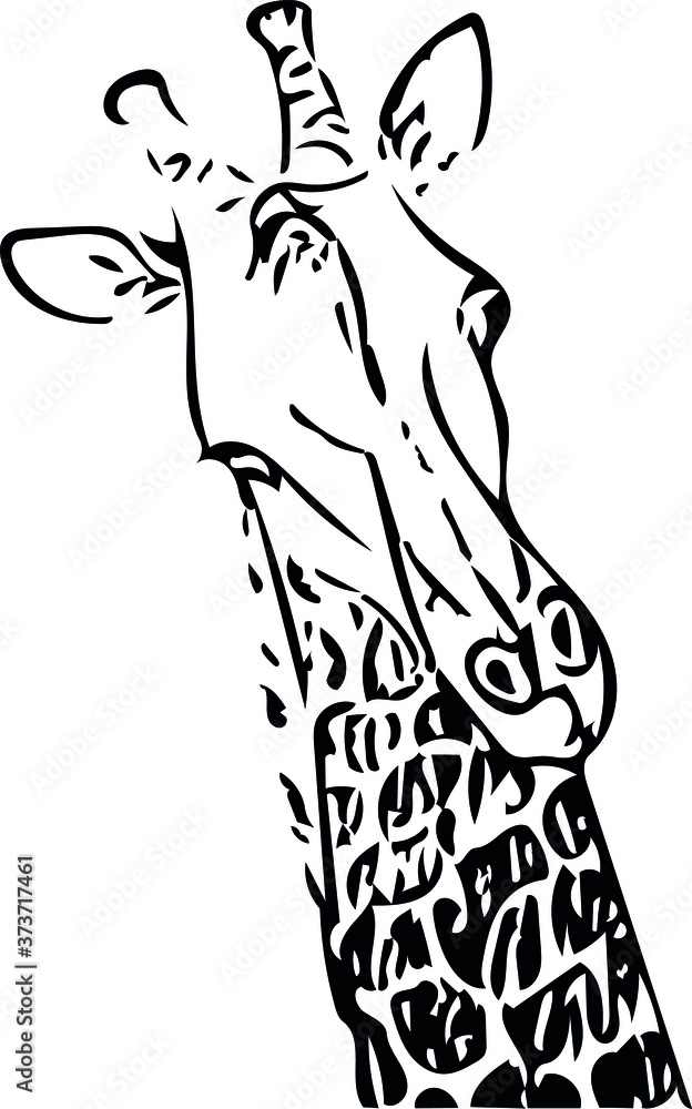 Fototapeta premium giraffe animal head