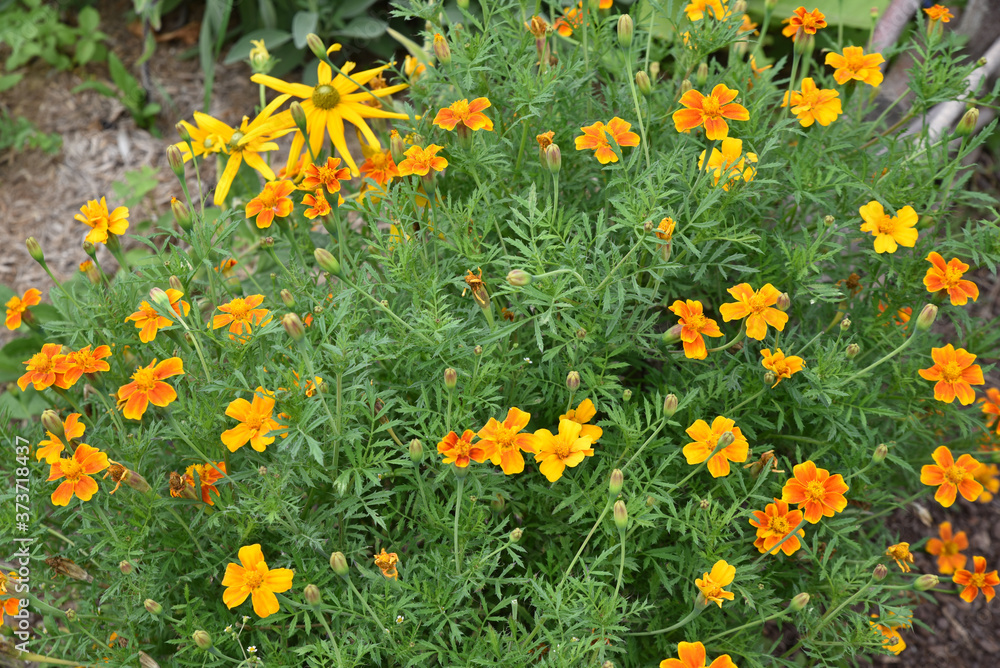 Tagetes patula orange en été au jardin