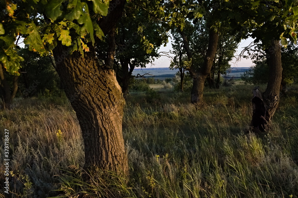 Fototapeta premium oaks in the evening on the hill