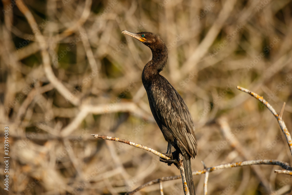 Fototapeta premium Detail of cormorant sitting on the branch on shoreline of mexican Oaxaca state