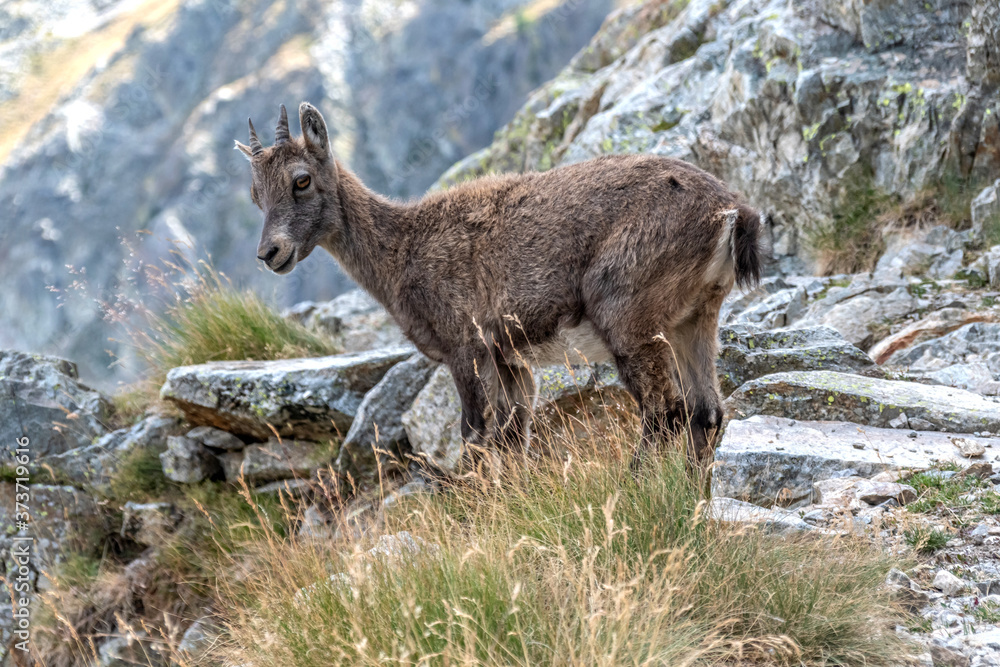 Fototapeta premium Bouquetin dans les Alpes
