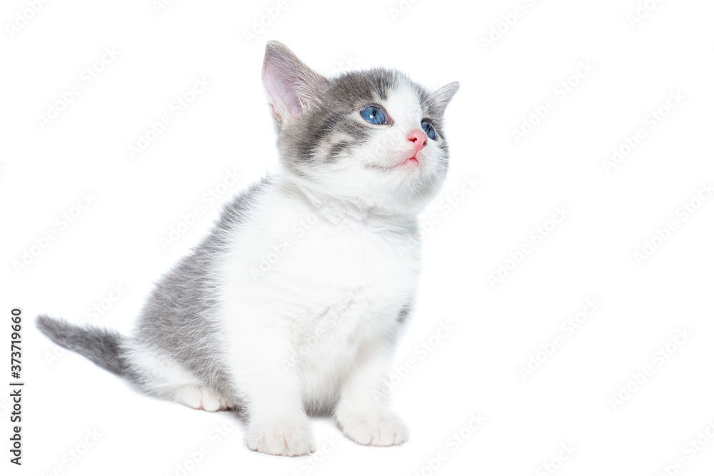 kitten on a white background.
