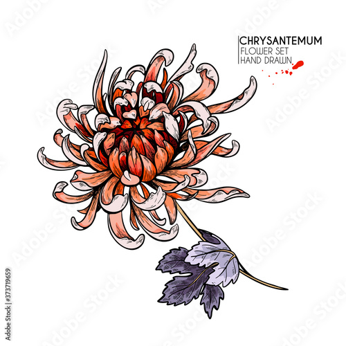 Hand drawn autumn flowers. Chrysantemum flower.Vintage engraved art. Botanical illustration. Good for flower shop, Halloween decoration, tattoo, package design, floristic bouquet.